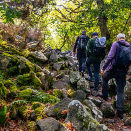 Hikers walking up a rocky forest trail